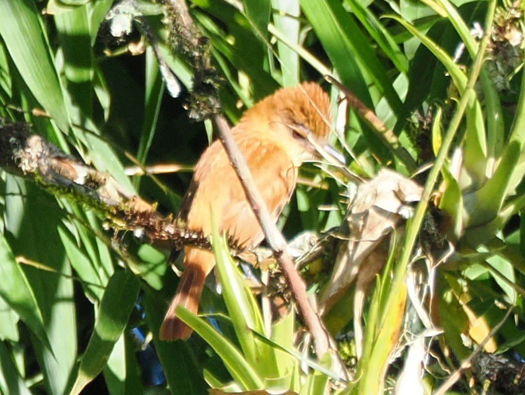 Cinnamon Becard - ML641523871