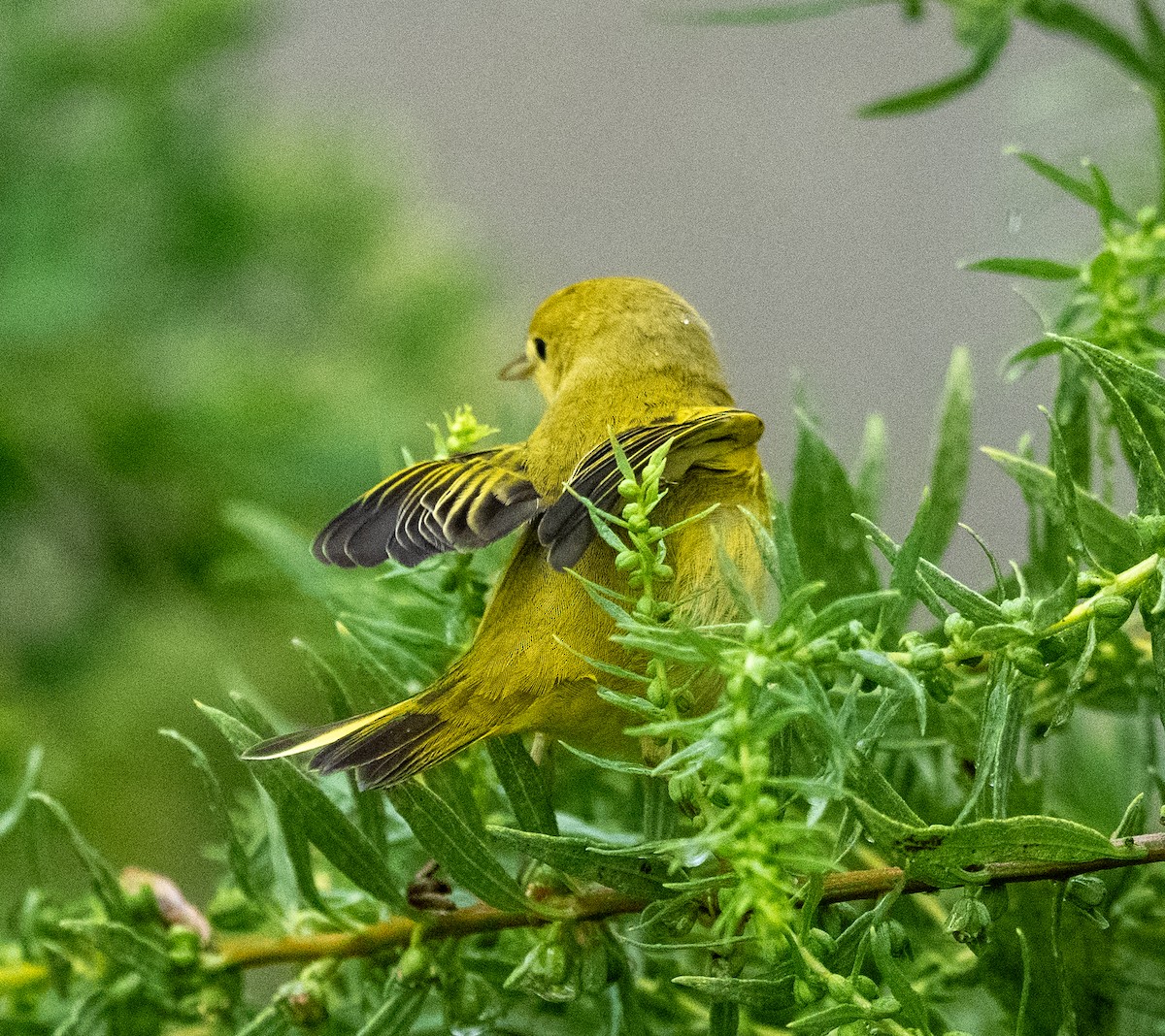 Yellow Warbler - ML641523878