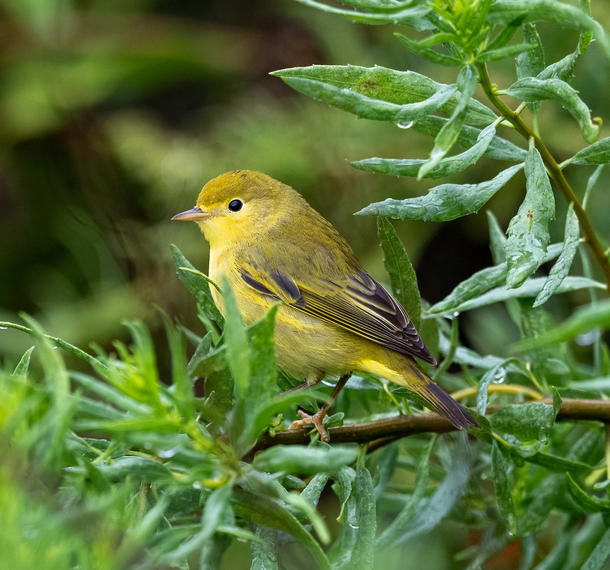 Yellow Warbler - ML641523893