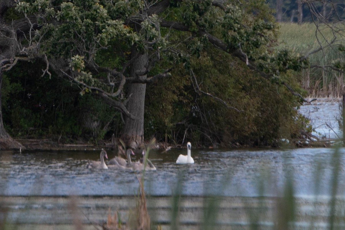 Cisne Trompetero - ML641523907