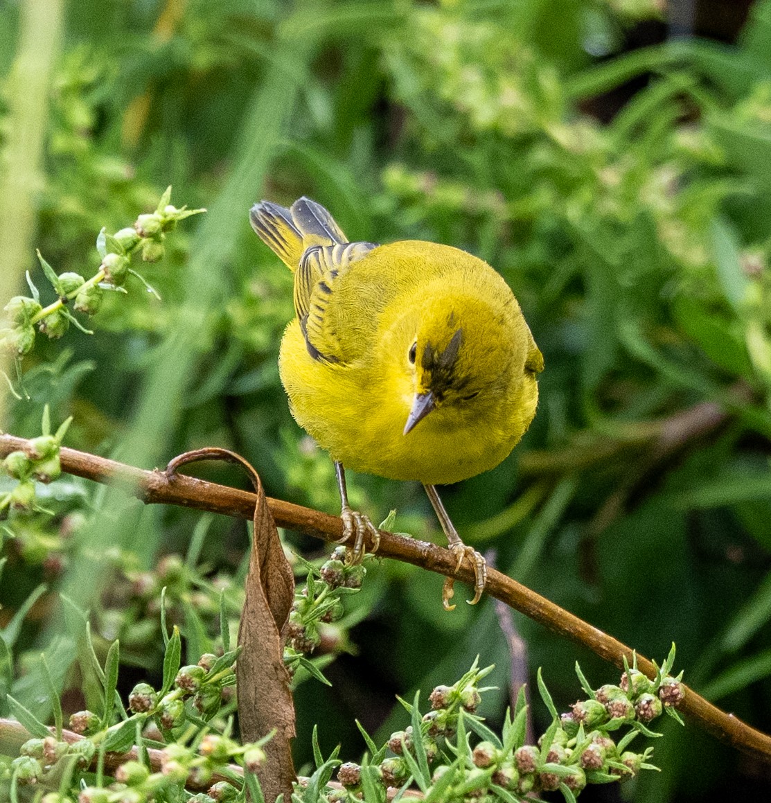 Yellow Warbler - ML641523962
