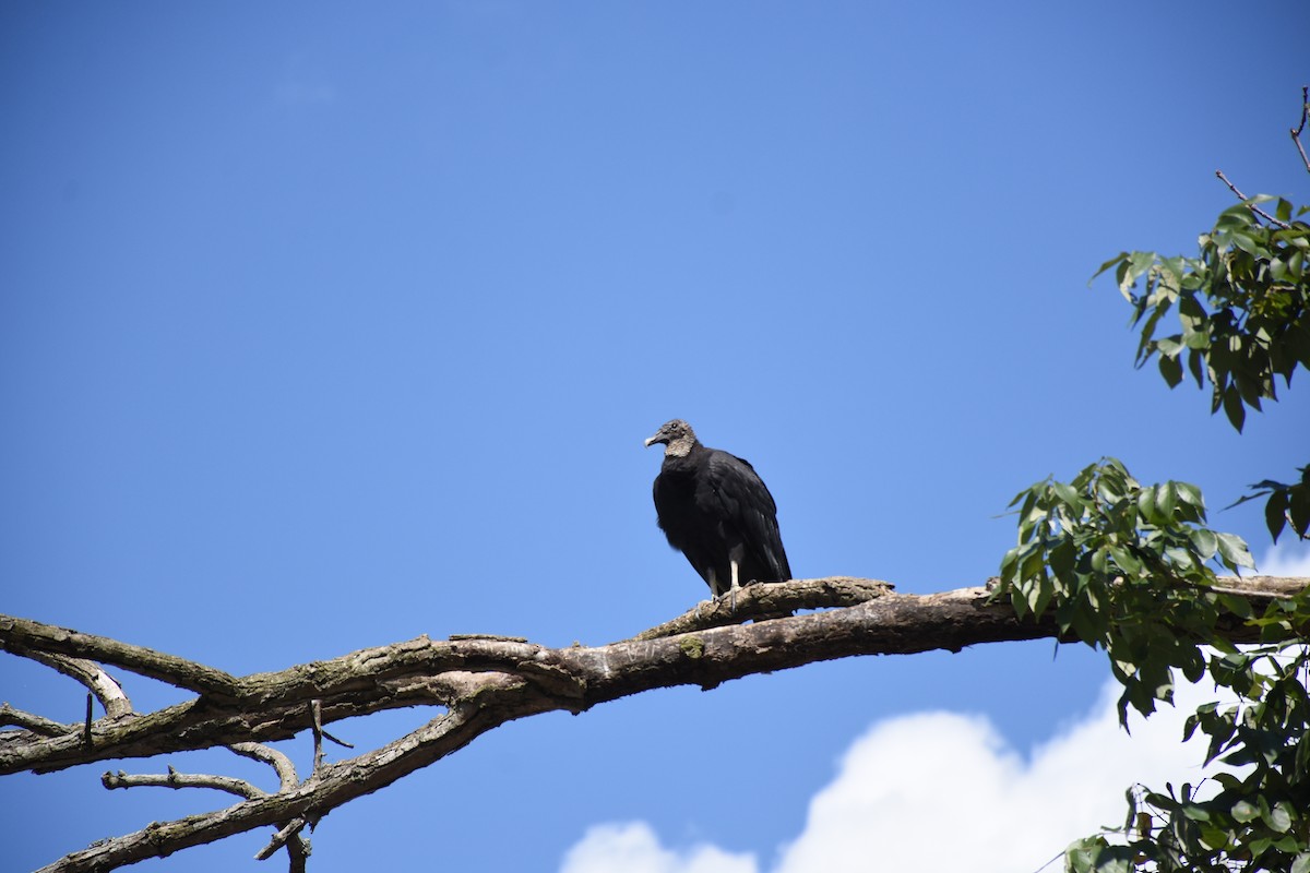 Black Vulture - ML641523993