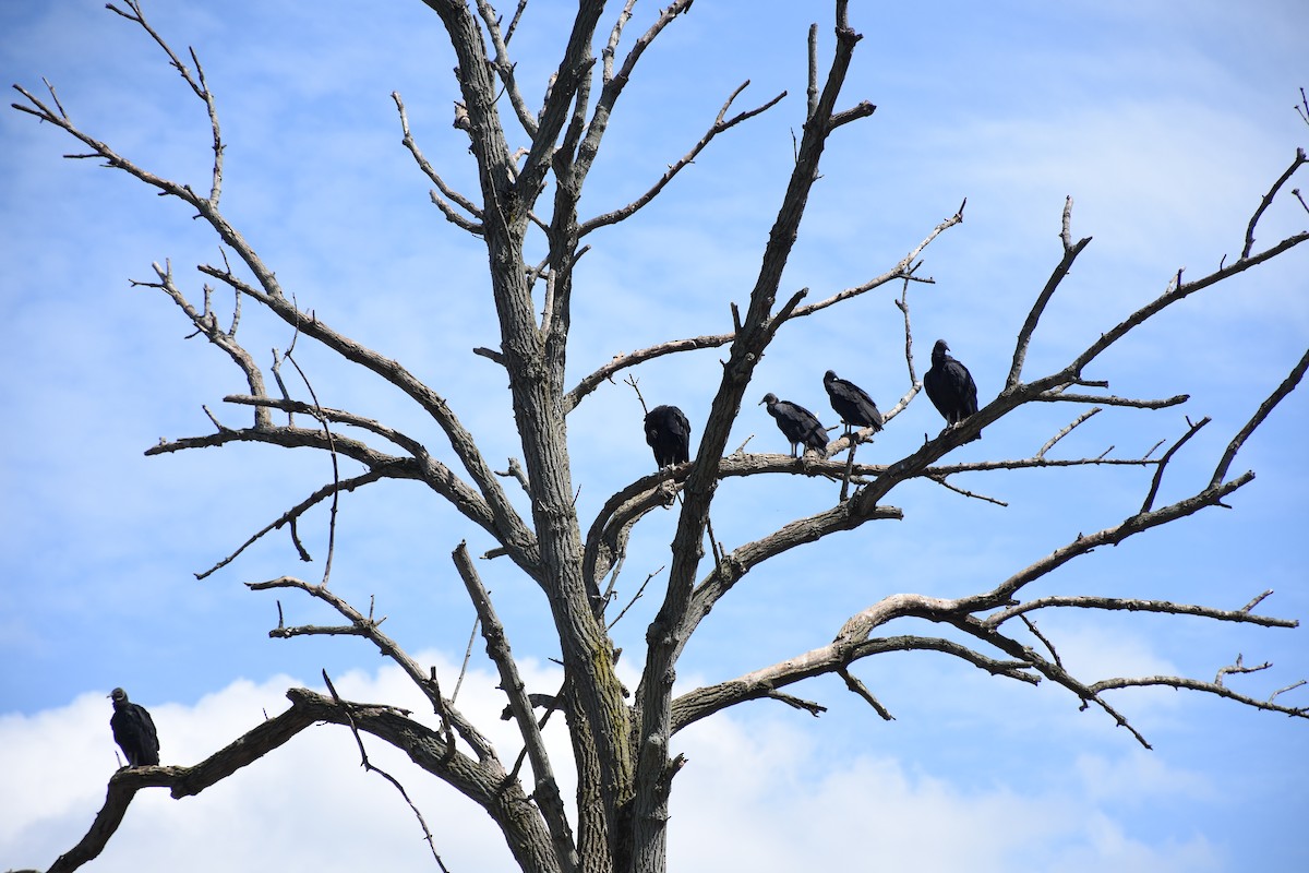 Black Vulture - ML641523994