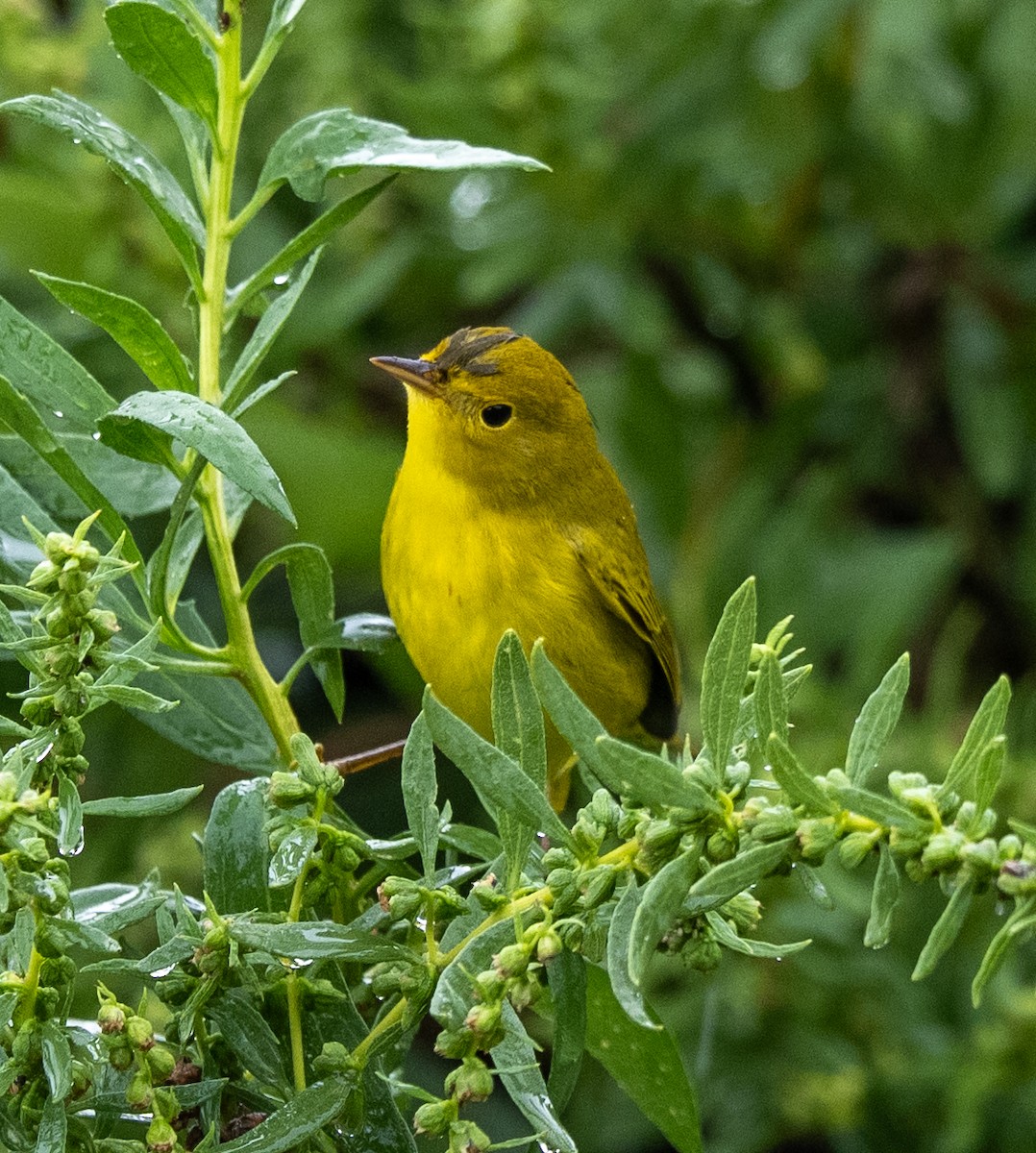 Yellow Warbler - ML641524006