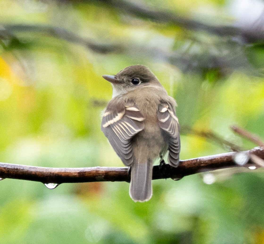Empidonax sp. - ML641524011