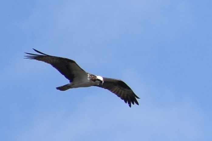 Osprey - ML641524022