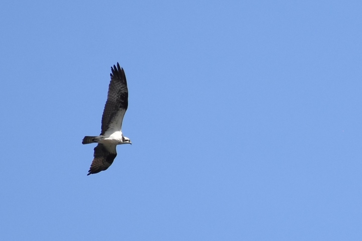 Osprey - ML641524023