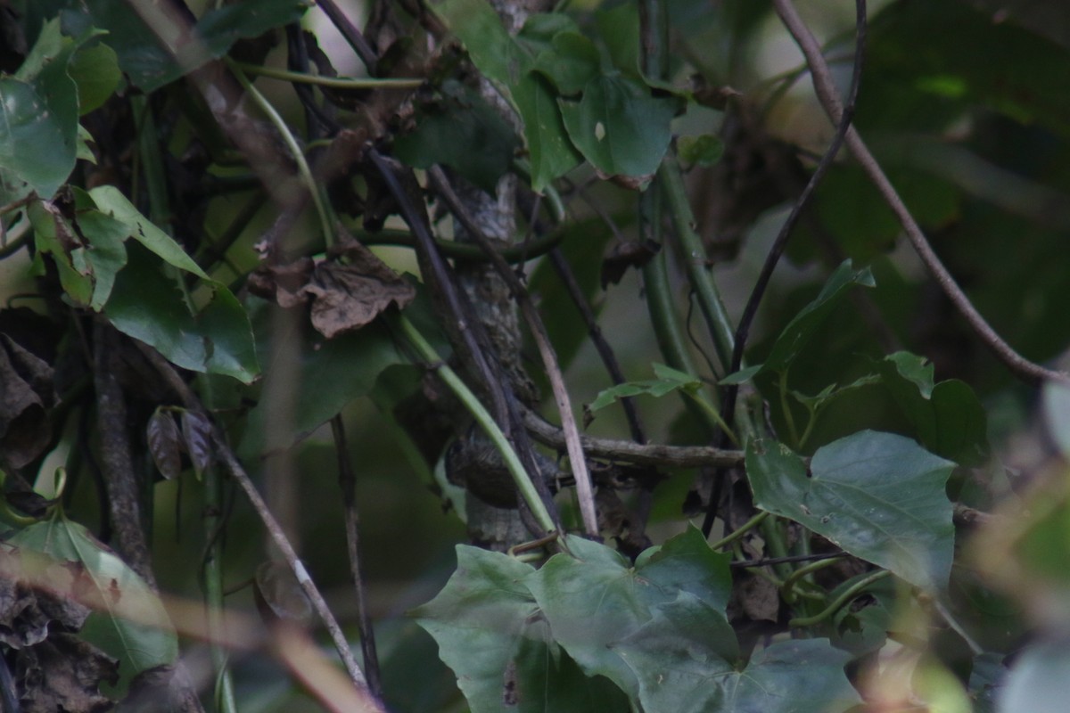 Ochre-collared Piculet - ML641524048