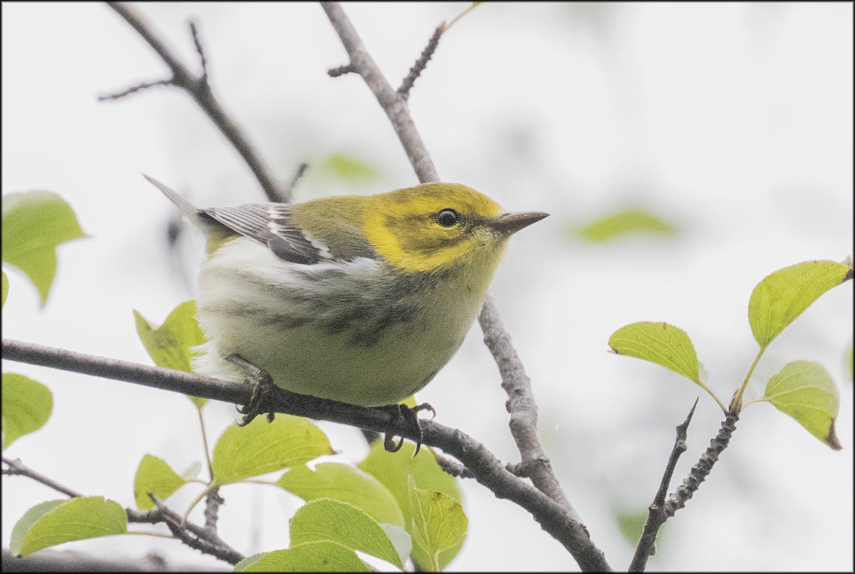 Black-throated Green Warbler - ML641524060