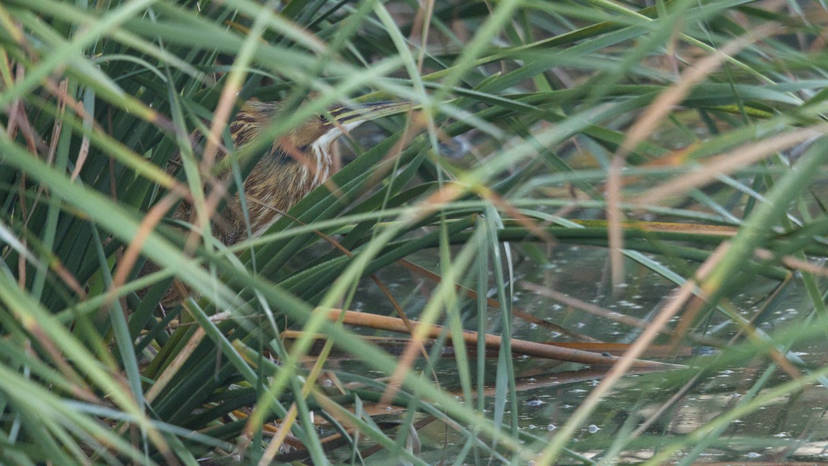 American Bittern - ML641524063