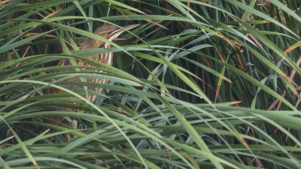 American Bittern - ML641524065