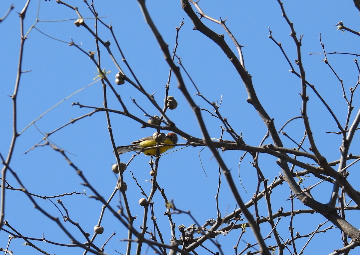 Brown-capped Redstart - ML641524068
