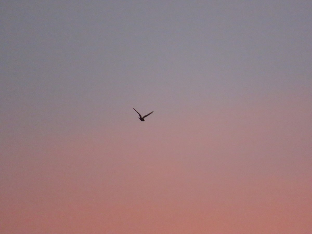 Common Nighthawk - ML641524095