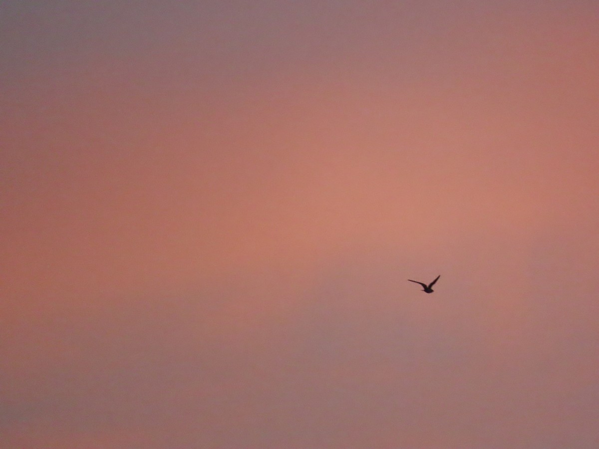 Common Nighthawk - ML641524096