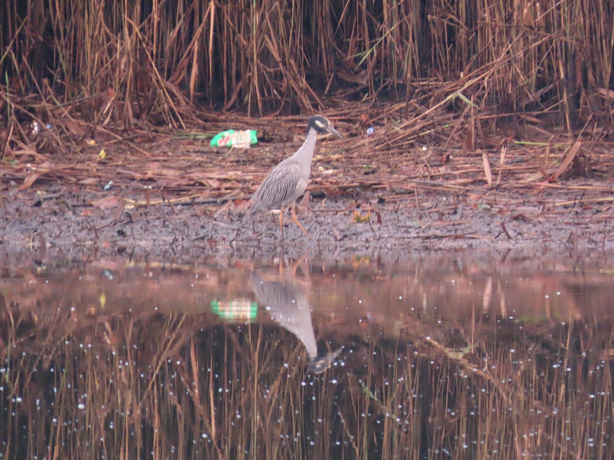 Yellow-crowned Night Heron - ML641524102