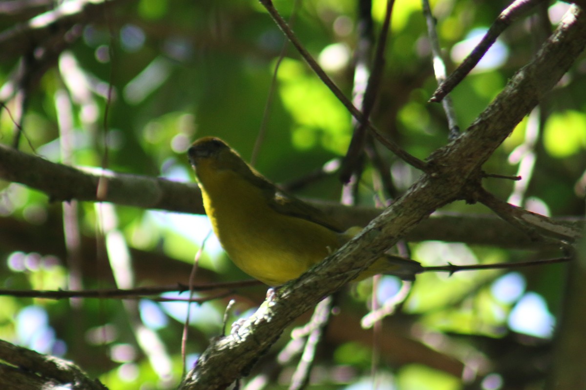 Violaceous Euphonia - ML641524104