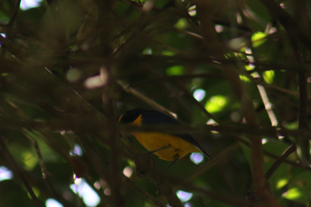 Violaceous Euphonia - ML641524105