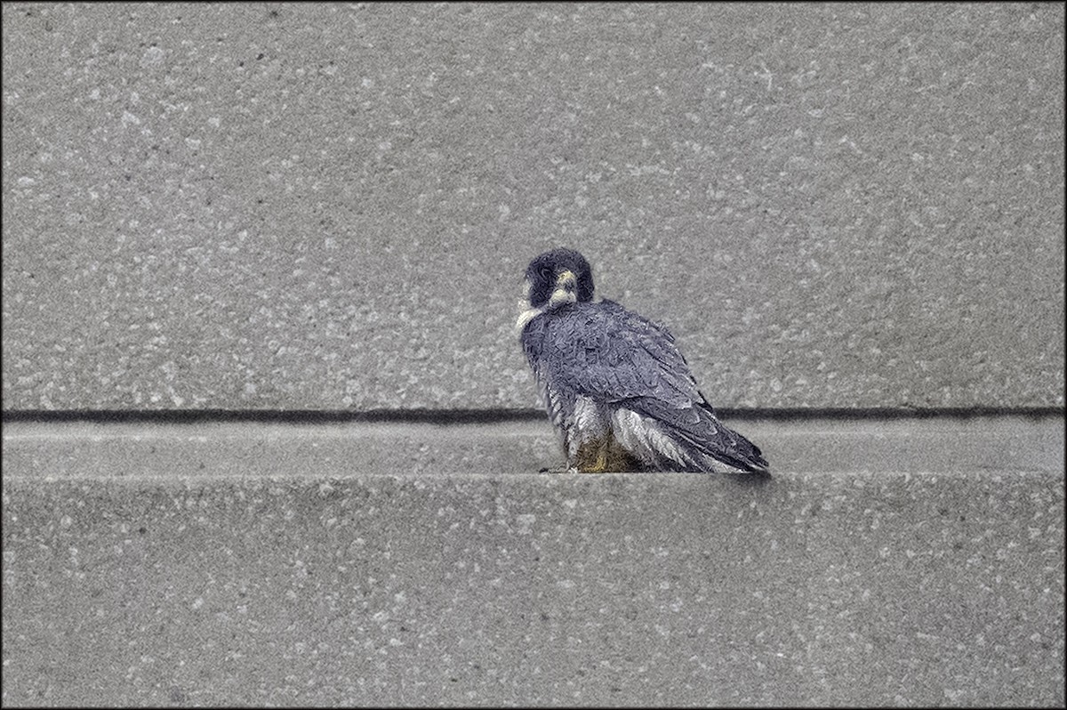 Peregrine Falcon - ML641524117