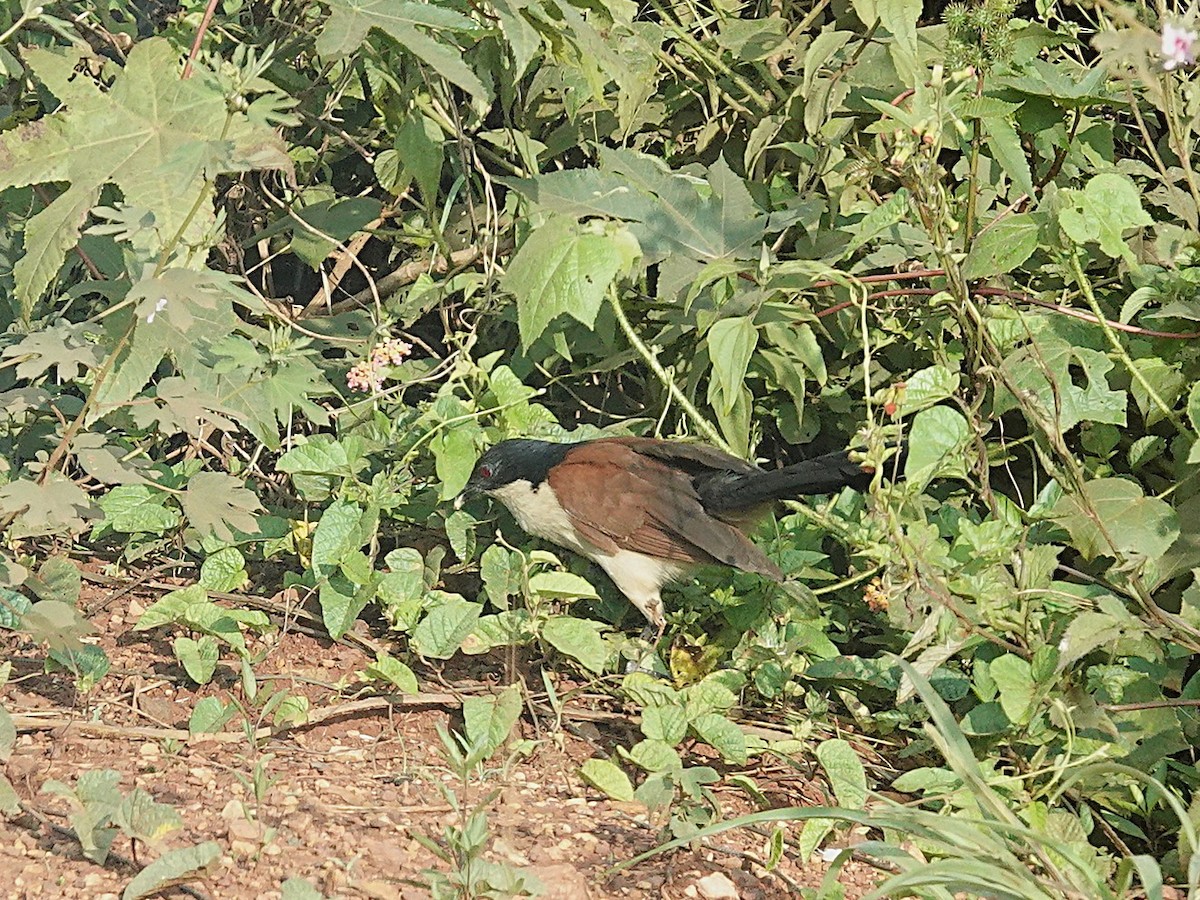 Blue-headed Coucal - ML641524131