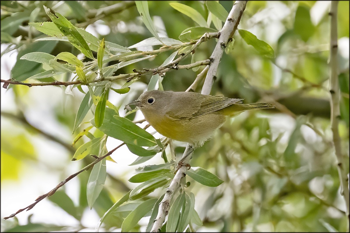 Nashville Warbler - ML641524148