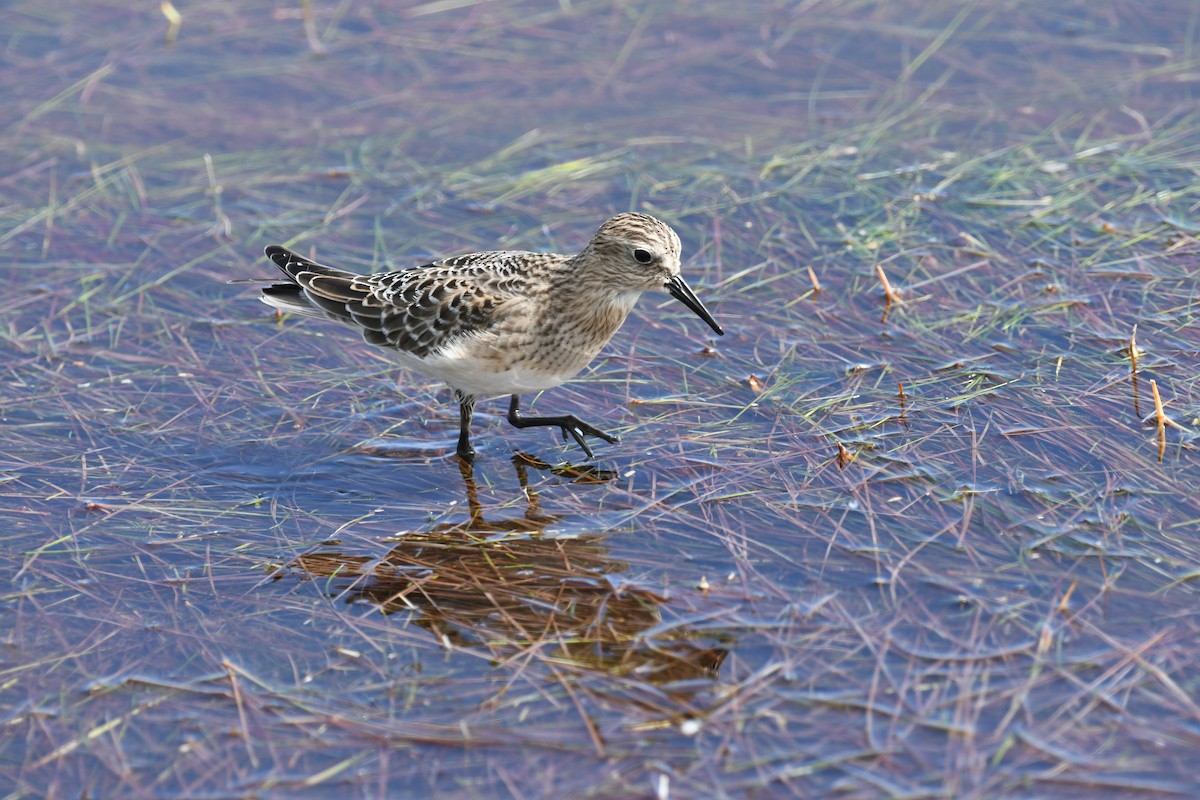 jespák dlouhokřídlý - ML641524154