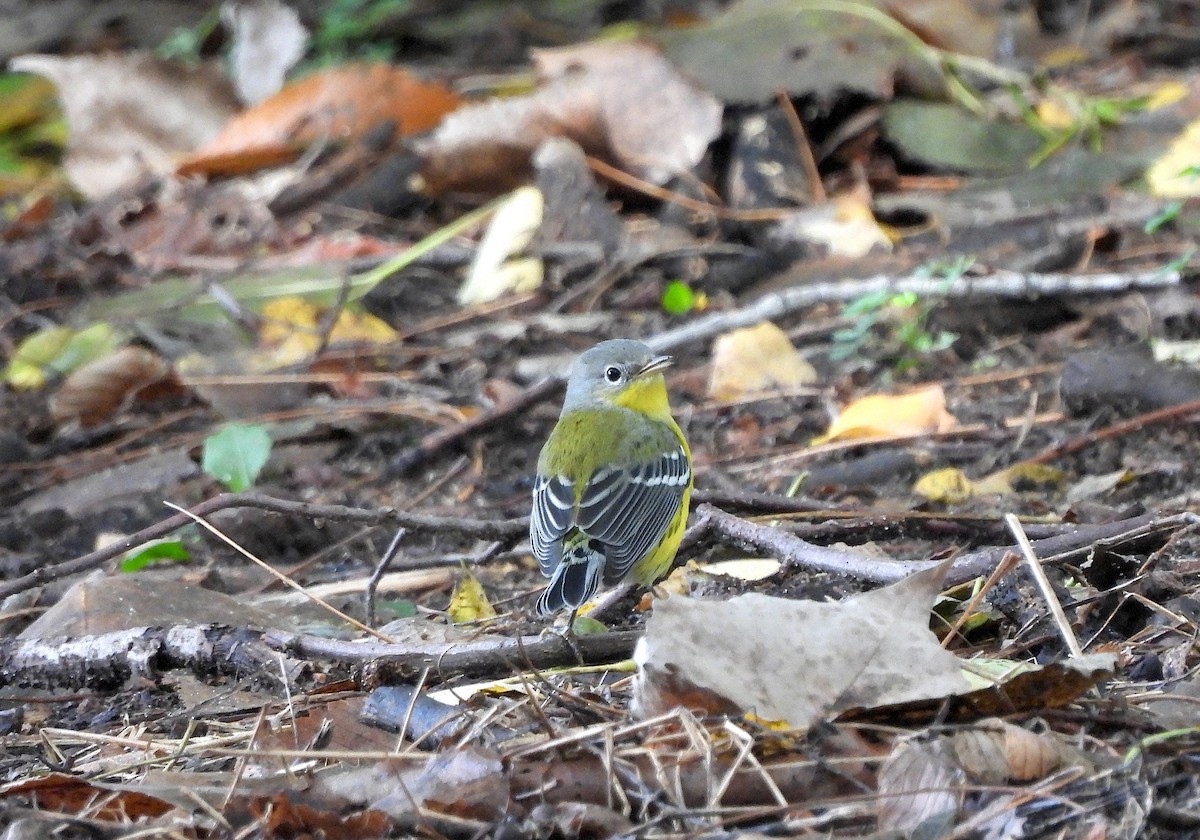 Magnolia Warbler - ML641524164