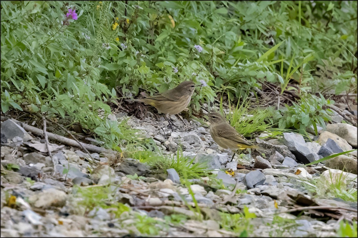 Palm Warbler - ML641524169