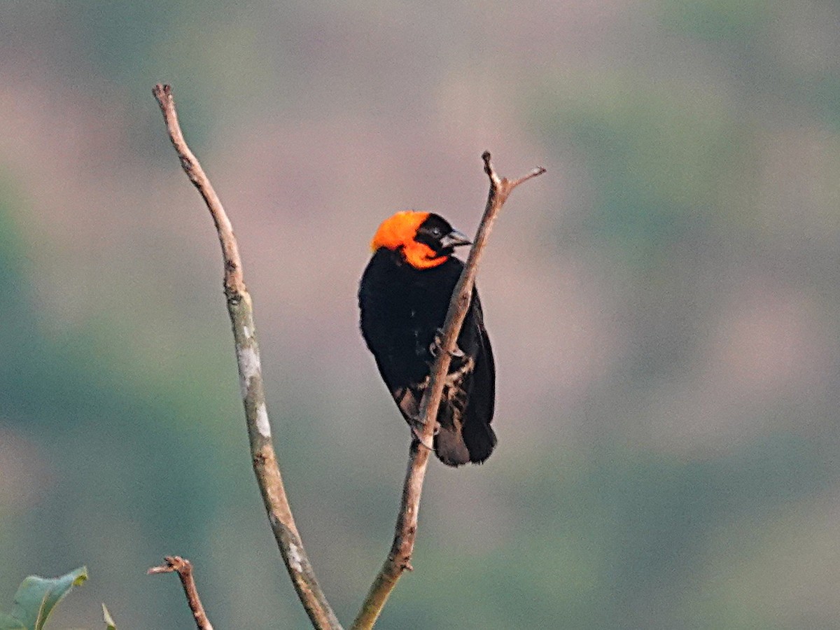 Black Bishop - ML641524172