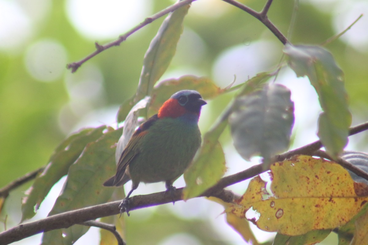 Red-necked Tanager - ML641524182