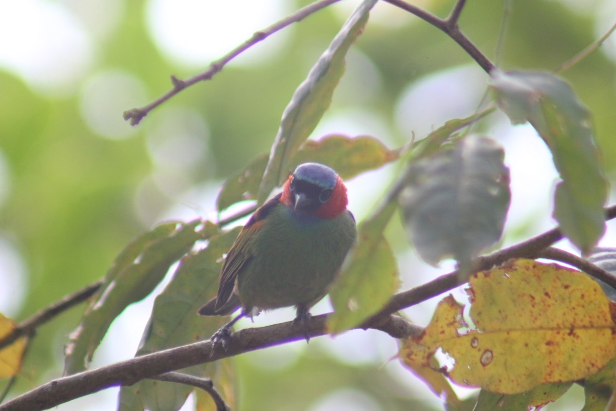 Red-necked Tanager - ML641524183
