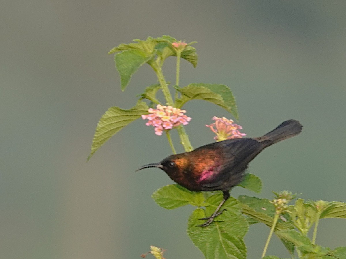 Copper Sunbird - ML641524210