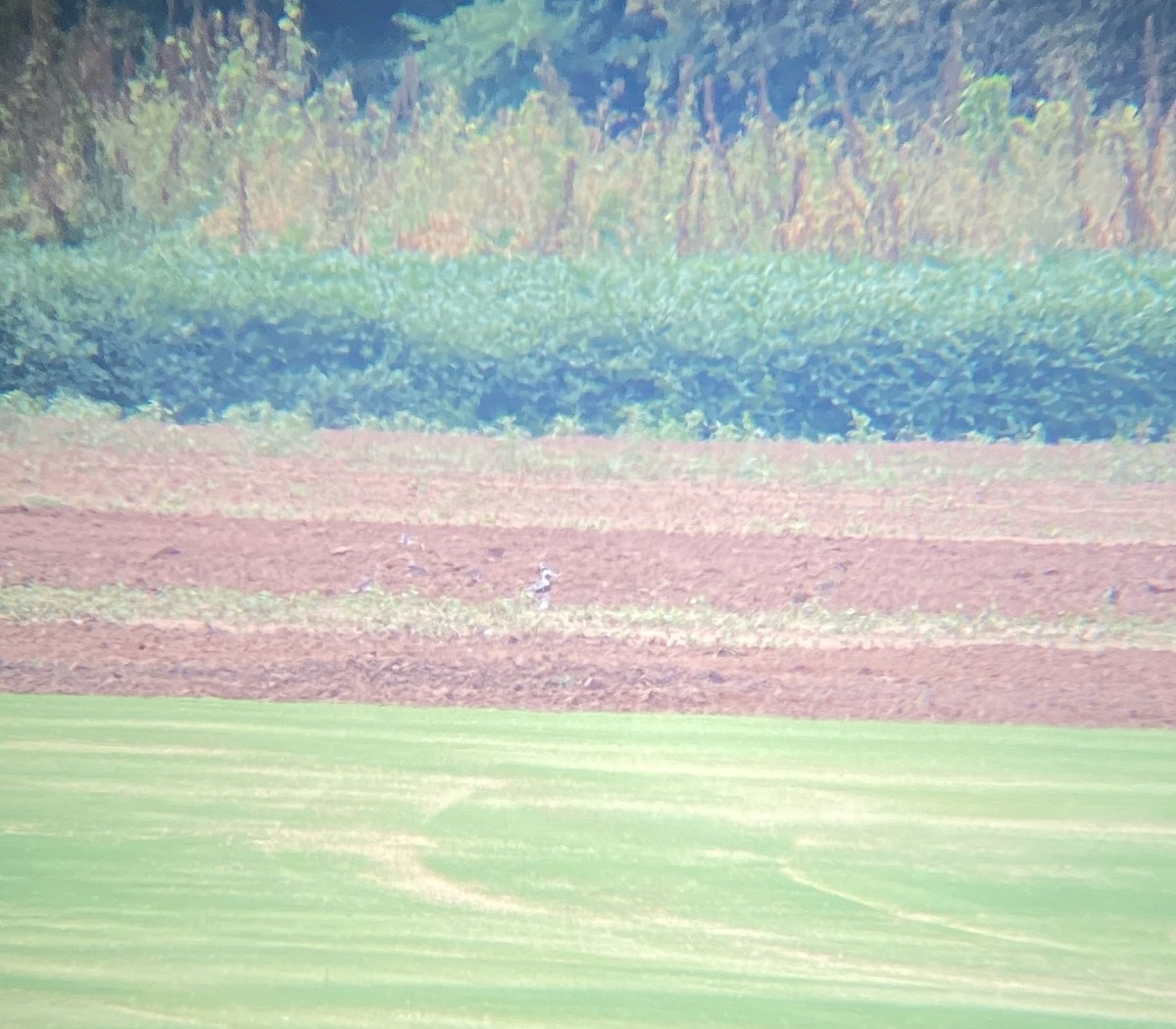Black-bellied Plover - ML641524234