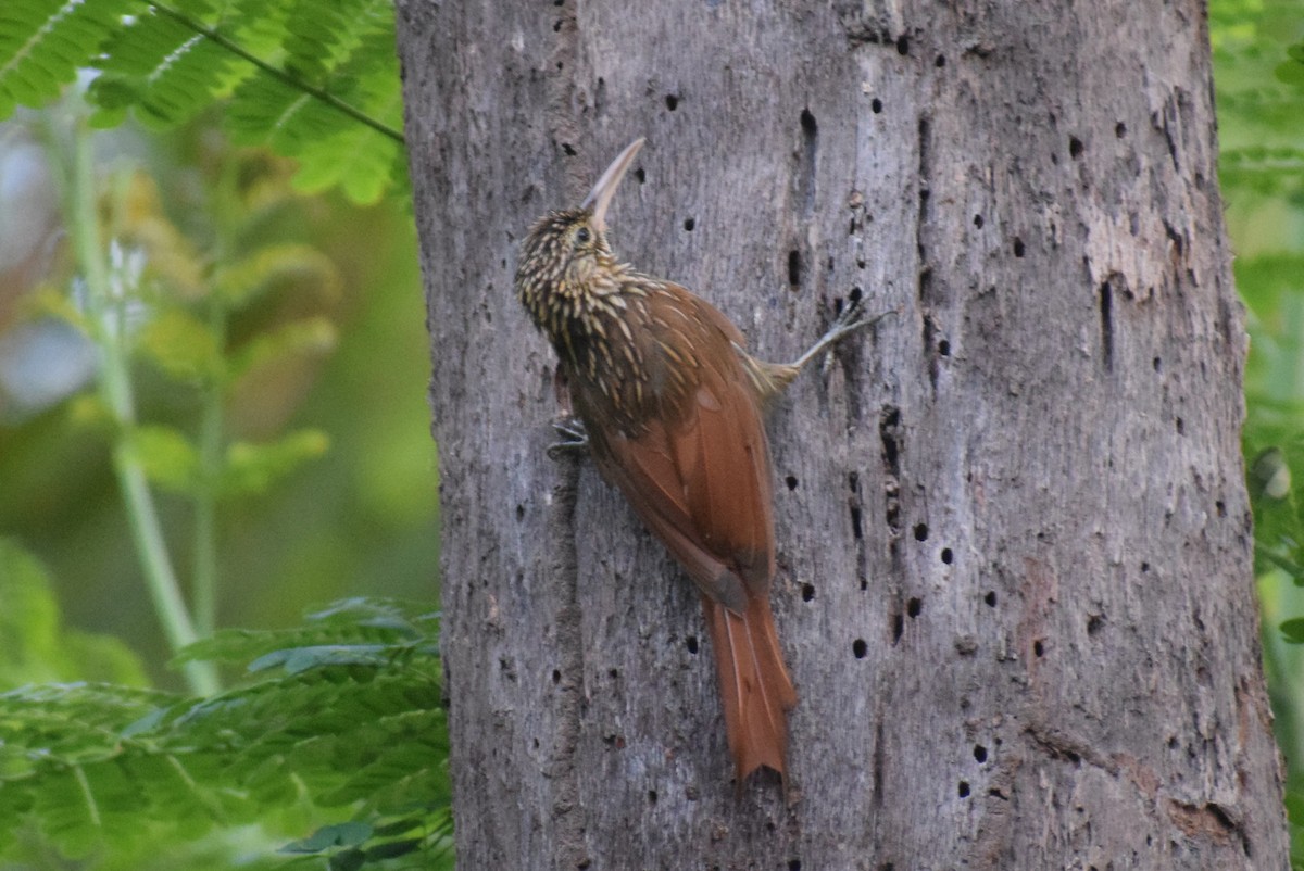 Ivory-billed Woodcreeper - ML641524239