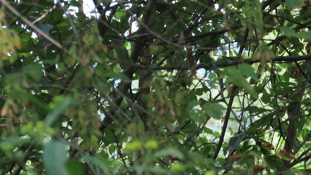 Mourning Warbler - ML641524247