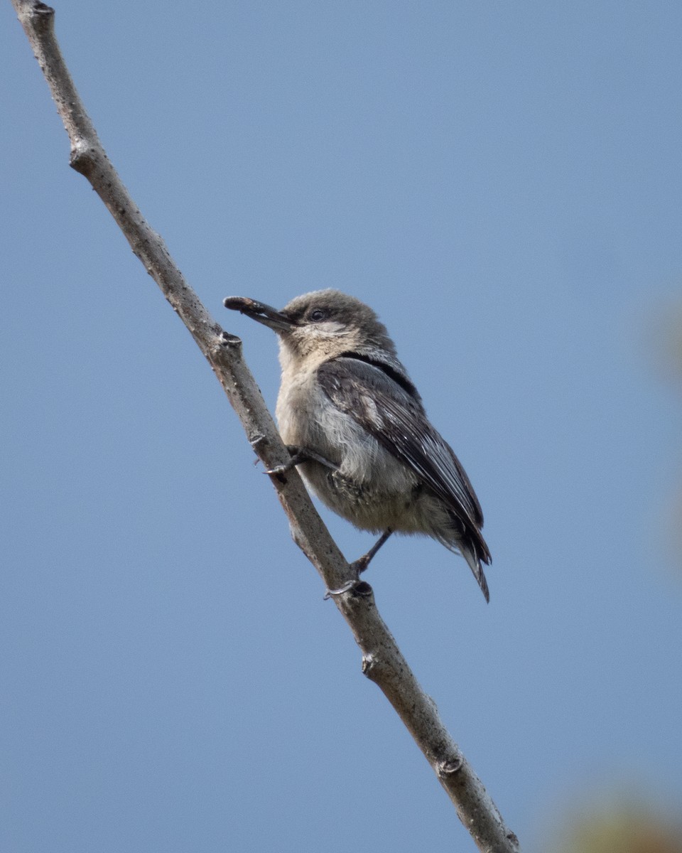 Pygmy Nuthatch - ML641524268