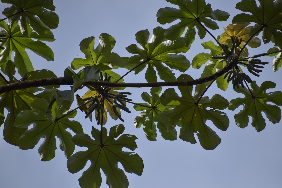 Scrub Euphonia - ML641524277