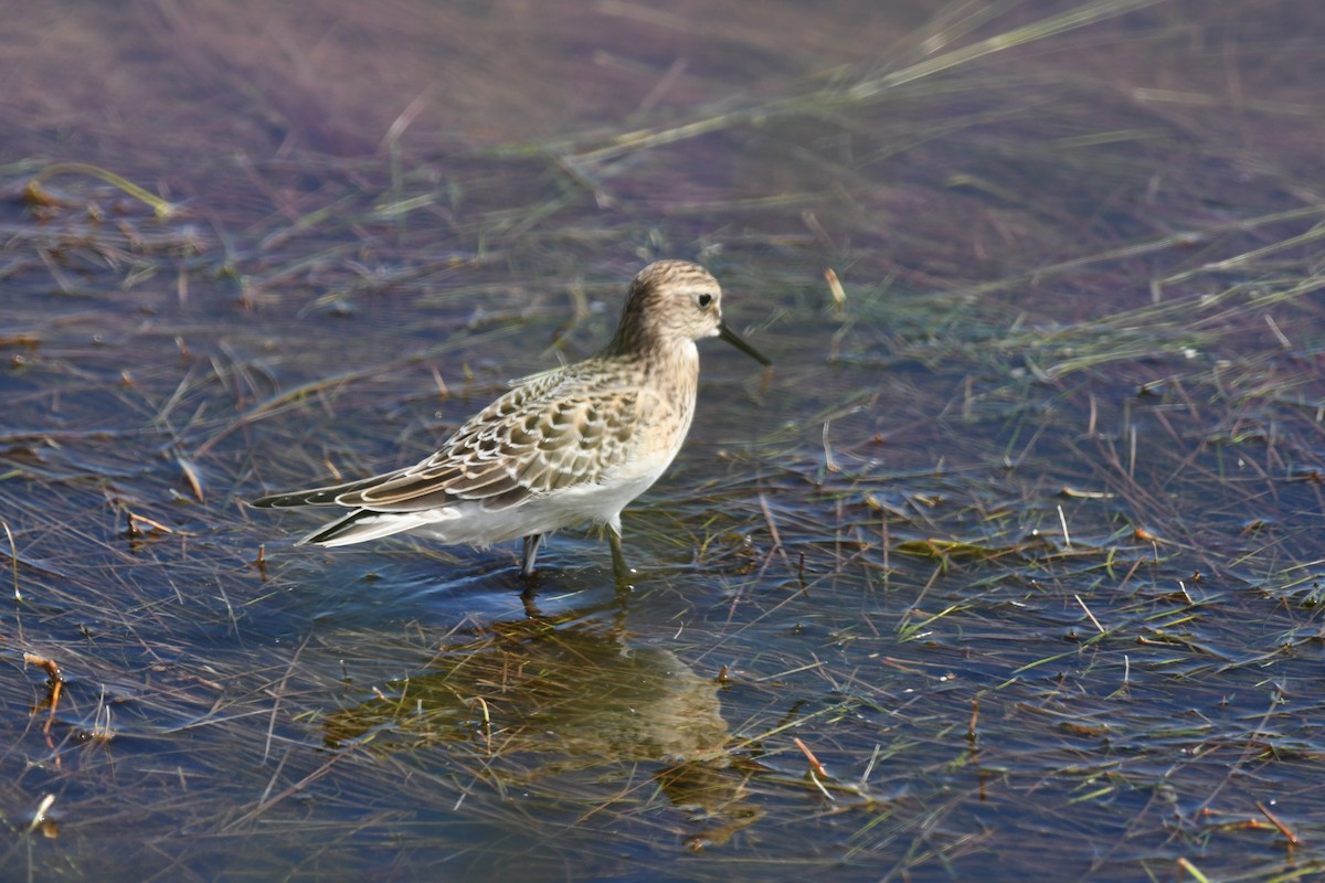 jespák dlouhokřídlý - ML641524279