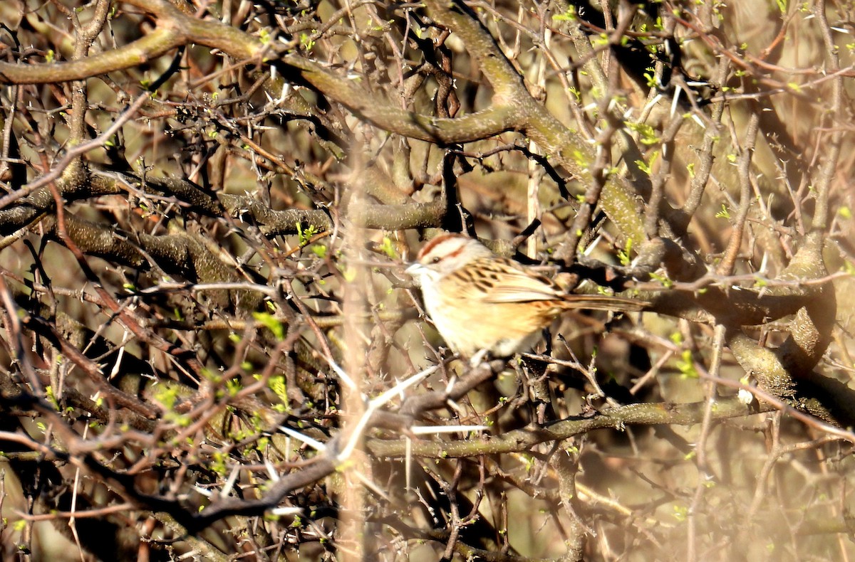 Chaco Sparrow - ML641524282