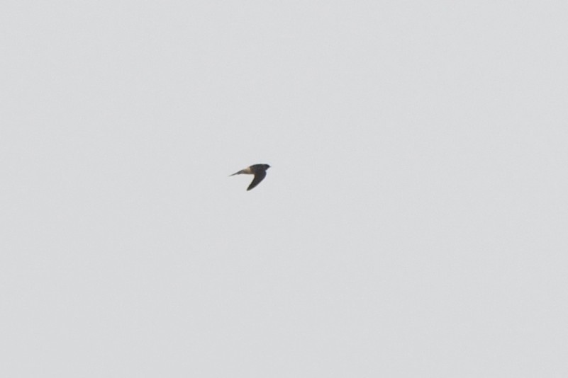 Cliff Swallow - ML641524289
