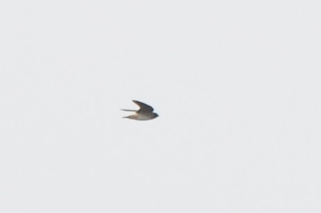 Cliff Swallow - ML641524290