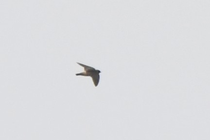 Cliff Swallow - ML641524291