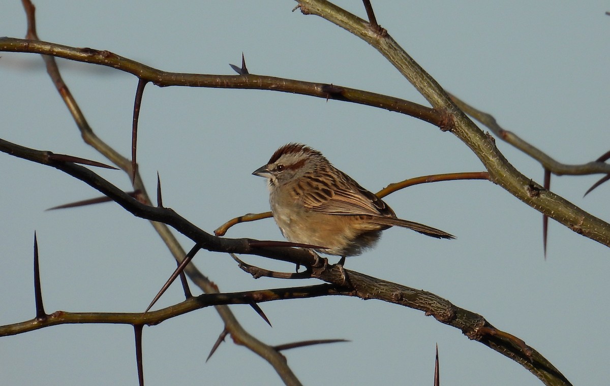Chaco Sparrow - ML641524295
