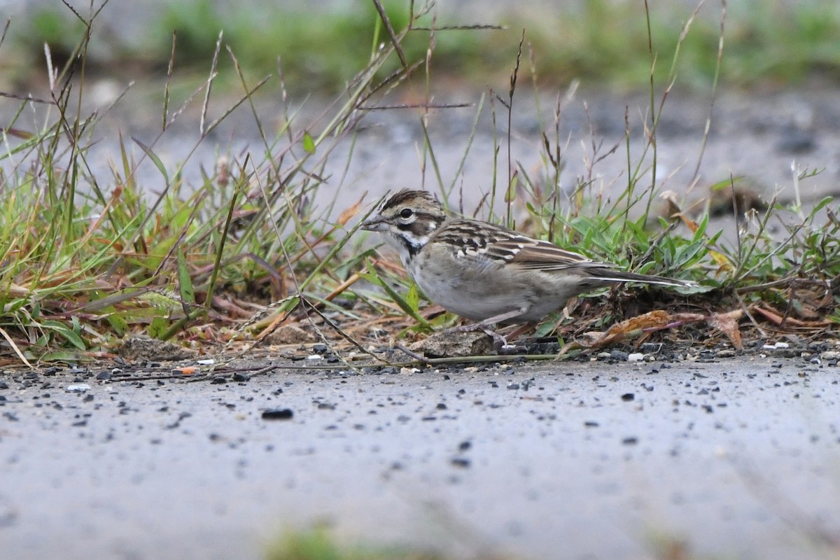 Lark Sparrow - ML641524306