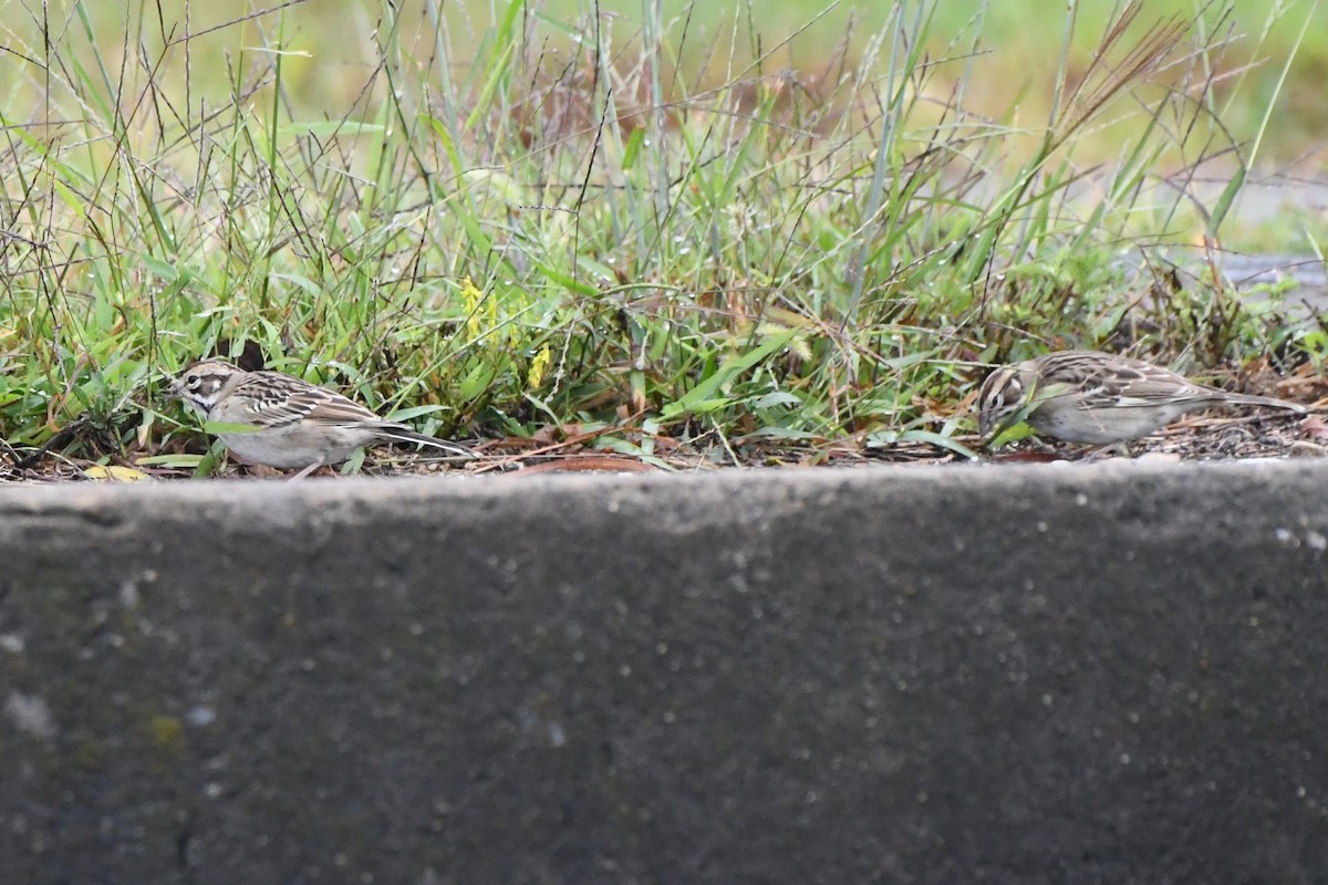 Lark Sparrow - ML641524307