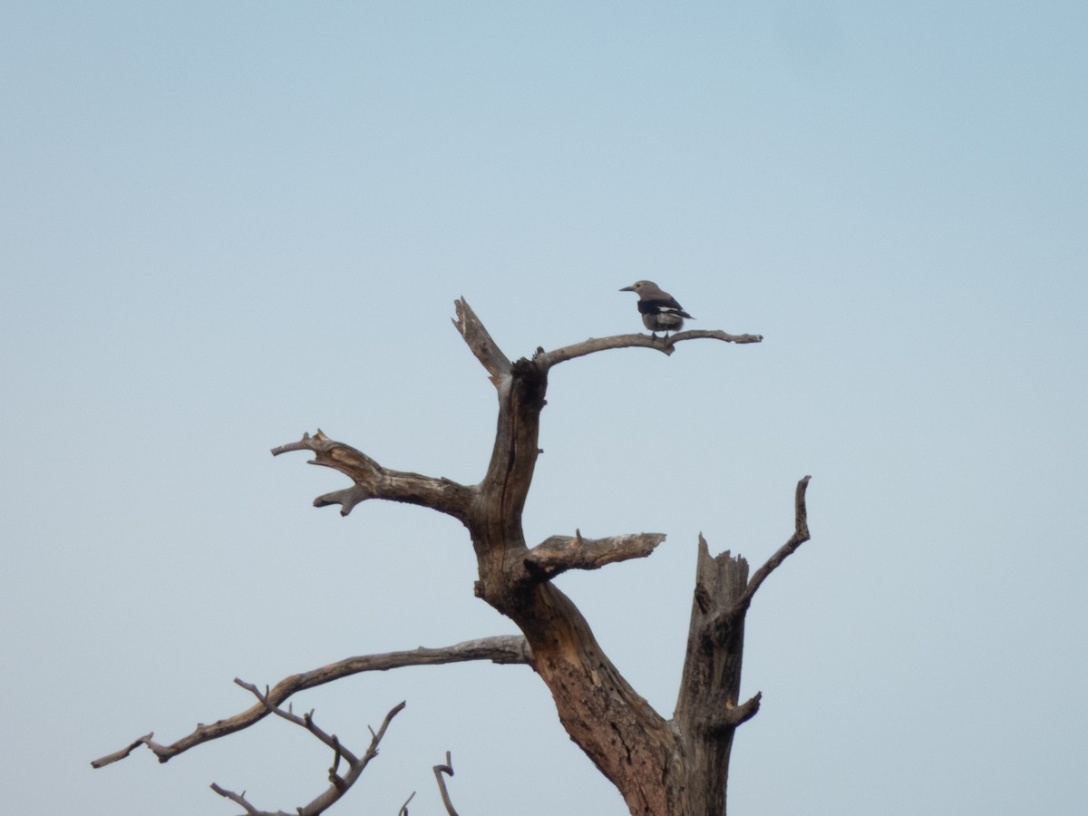 Clark's Nutcracker - ML641524328