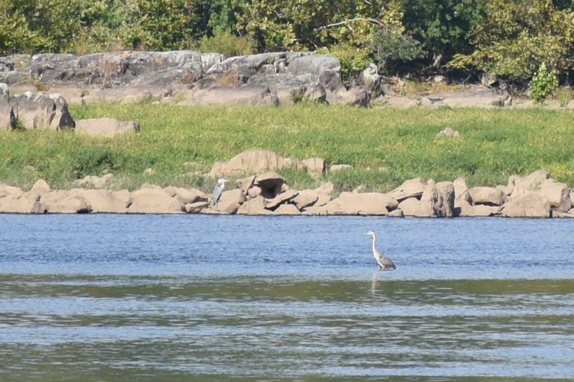 Great Blue Heron - ML641524365