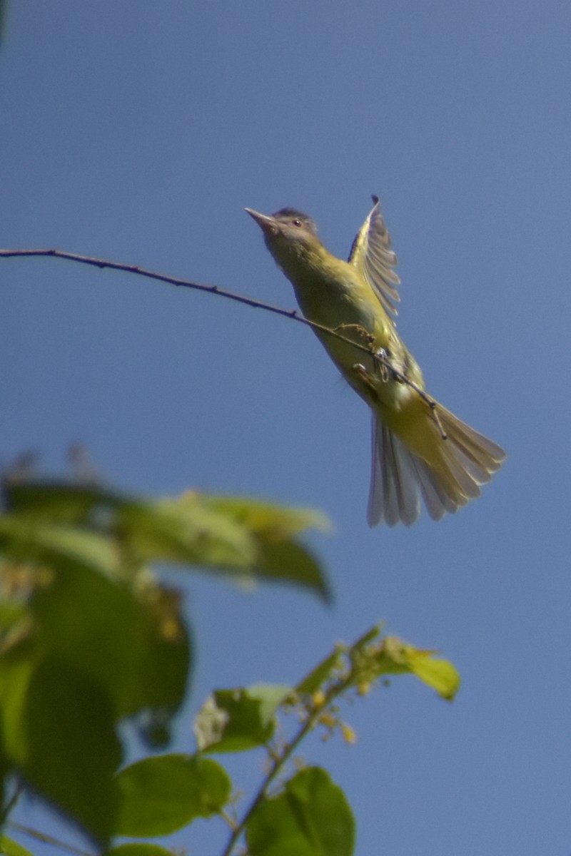 Yellow-green Vireo - ML641524373