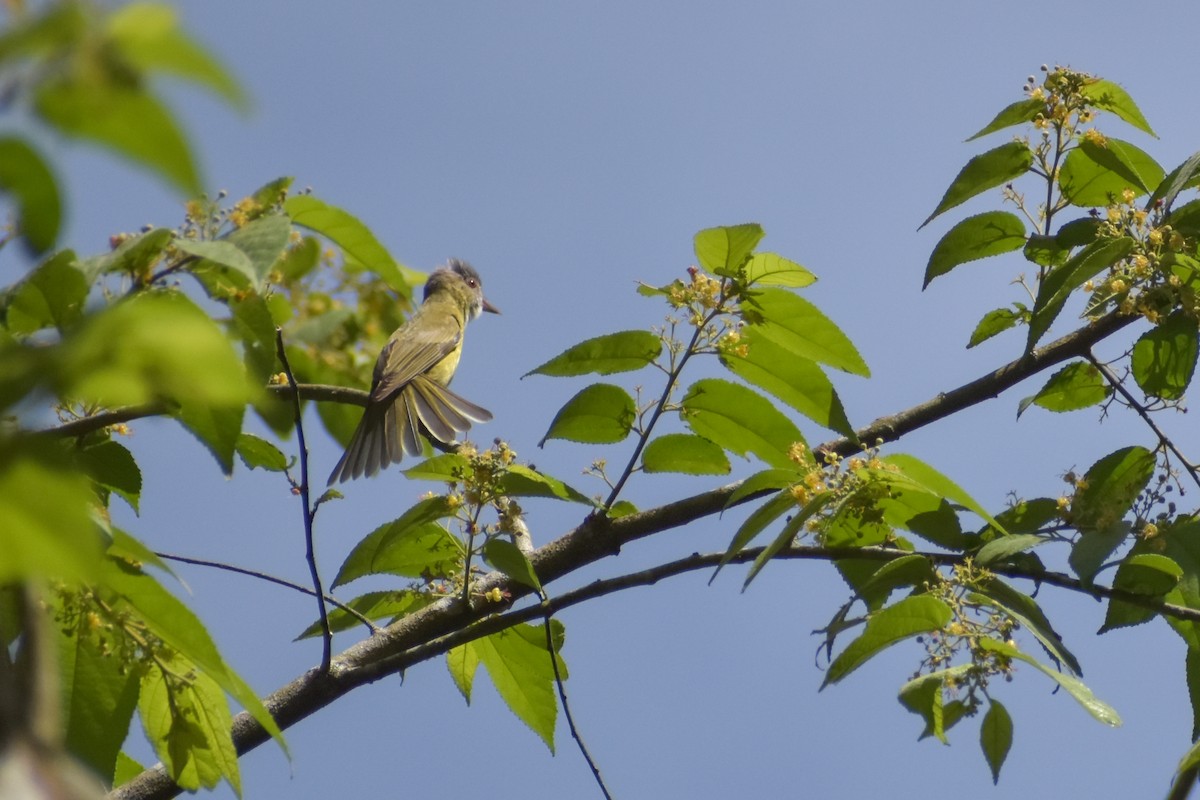 Yellow-green Vireo - ML641524376