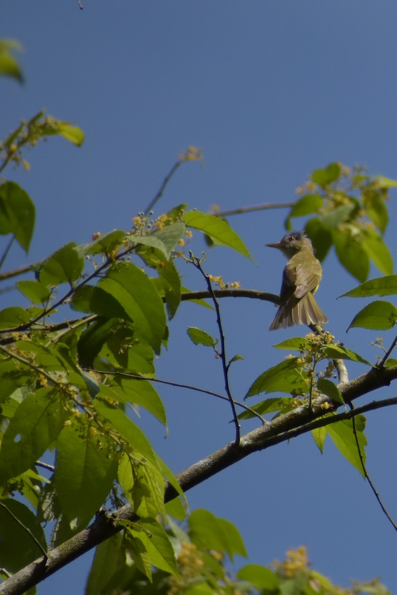 Yellow-green Vireo - ML641524378