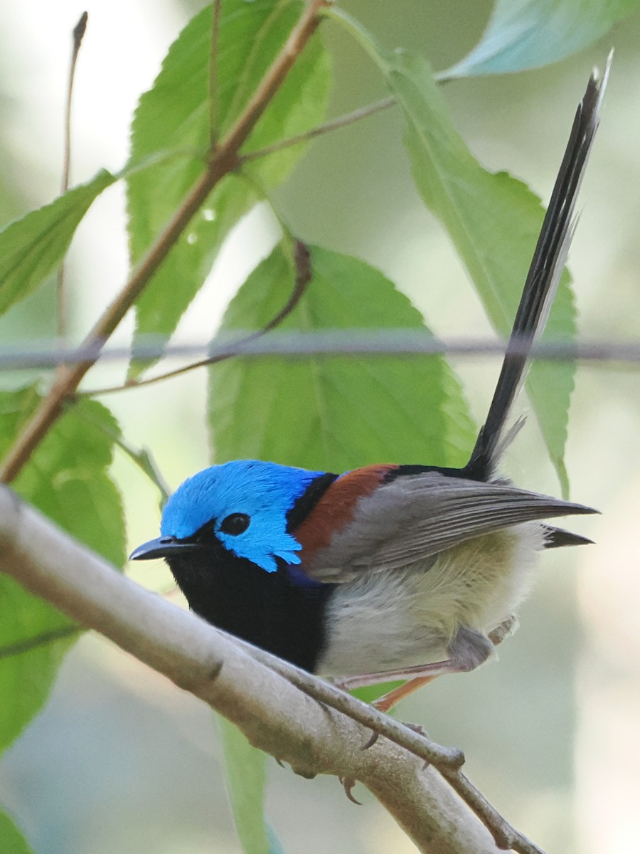 Variegated Fairywren - ML641524390